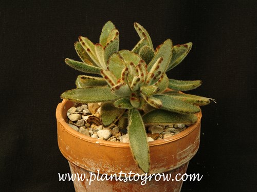 Chocolate Soldier Panda Plant (Kalanche tomentosa)
This plant was growing in the hot sun.